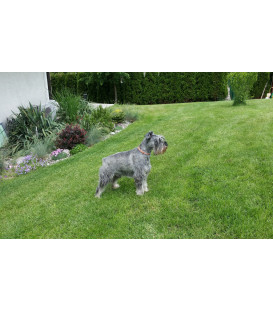 Zatravňovací pletivo na chodníky a dočasné stání